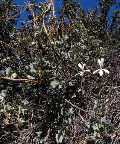 Pelargonium acetosum flowers