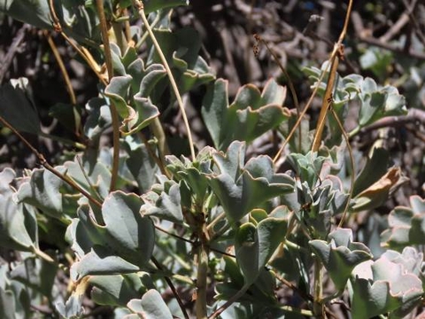 Pelargonium acetosum leaves