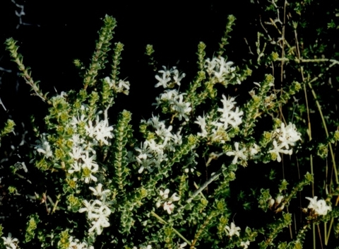 Agathosma recurvifolia