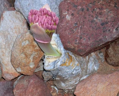 Boophone disticha resolute under rocks