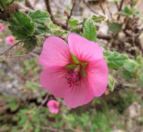 Anisodontea scabrosa flower