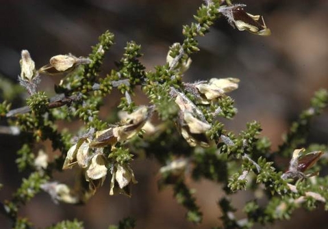 Aspalathus granulata faded flowers
