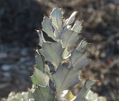 Berkheya cuneata leafy stem