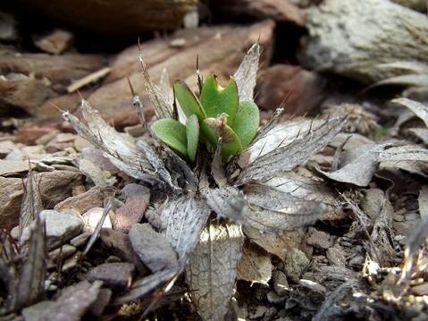 Berkheya cuneata seed leaves