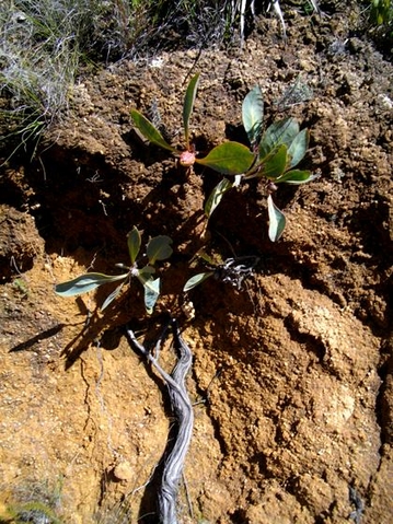 Protea acaulos subterranean features
