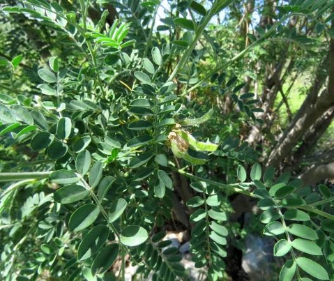 Calpurnia intrusa leaves and fruit