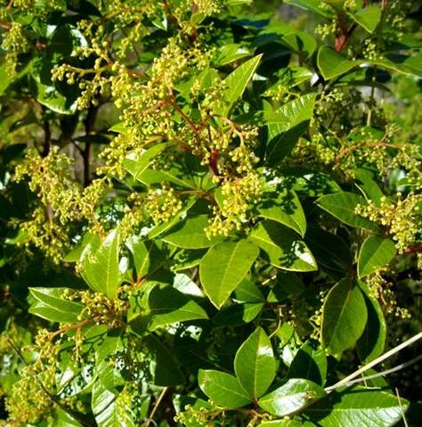 Searsia laevigata var. laevigata forma laevigata flowering