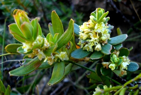 Clutia alaternoides var. alaternoides leaves and flowers