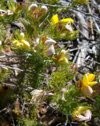 Aspalathus ciliaris floral stages