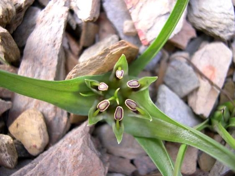Colchicum longipes flower