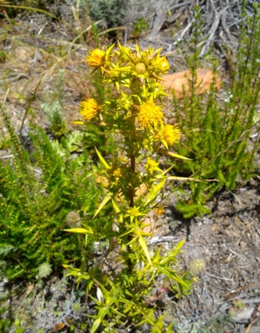 Berkheya rigida flowering