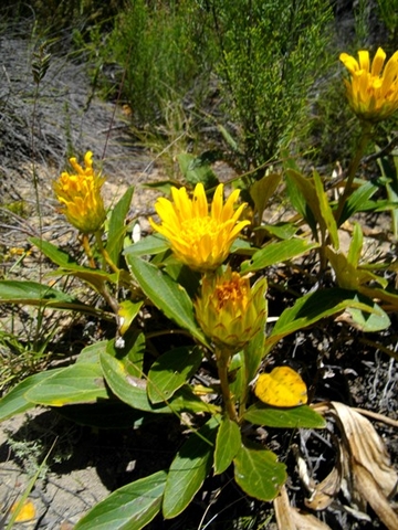 Berkheya herbacea involucre exposed
