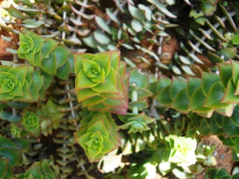 Crassula capitella subsp. thyrsiflora maybe