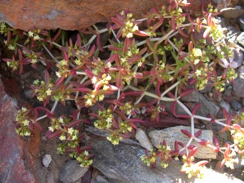 Crassula expansa subsp. expansa from under its rock