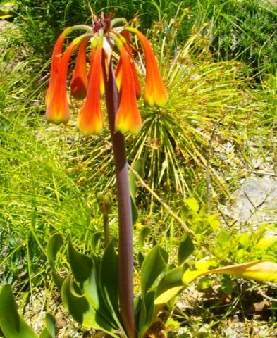 Cyrtanthus obliquus in Kirstenbosch