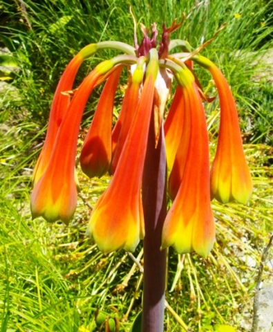 Cyrtanthus obliquus flower