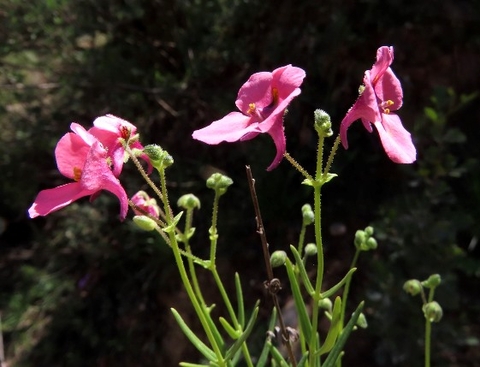 Diascia patens flowering