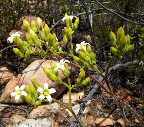 Tylecodon leucothrix white flowers