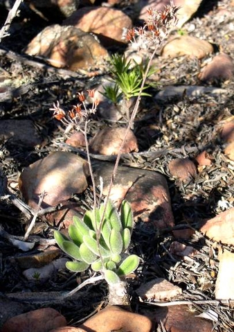 Tylecodon leucothrix old, dry flowers