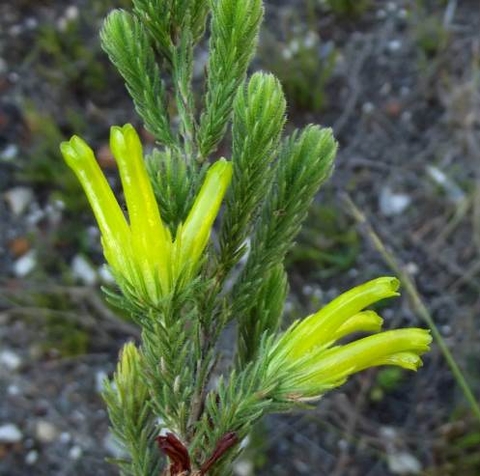 Erica unicolor subsp. unicolor
