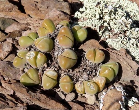 Gibbaeum nuciforme young leaves