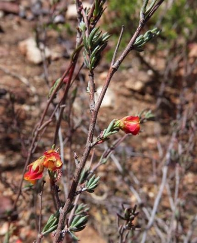 Hermannia filifolia var. filifolia