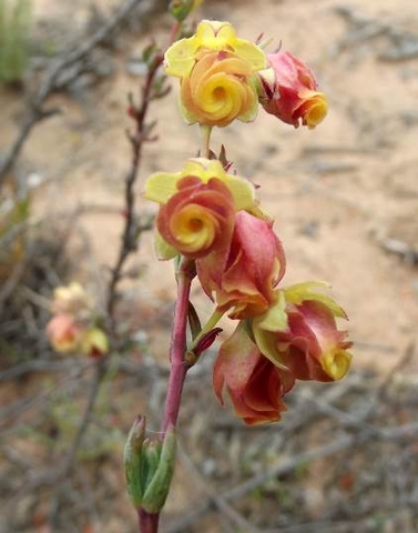 Hermannia filifolia var. grandicalyx colour variation