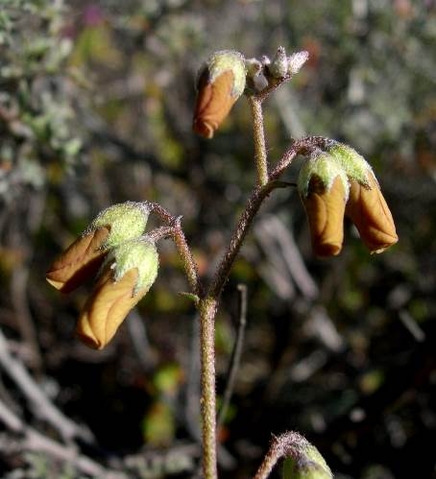 Hermannia pulverata flowers