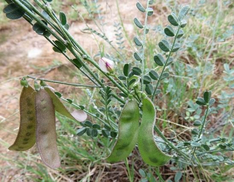 Lessertia annularis pods