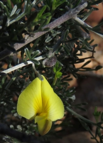 Lotononis dahlgrenii flower