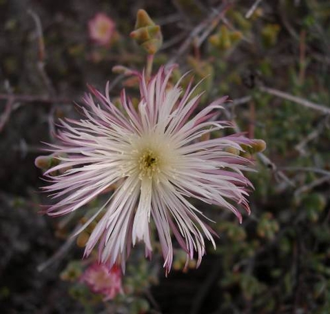 Mesembryanthemum noctiflorum flower