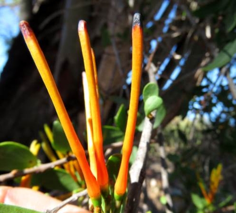 Moquiniella rubra orange tubes