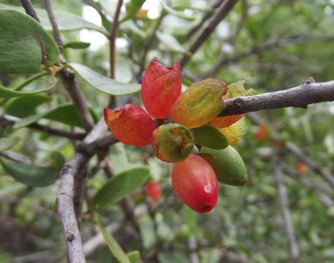 Moquiniella rubra fruit