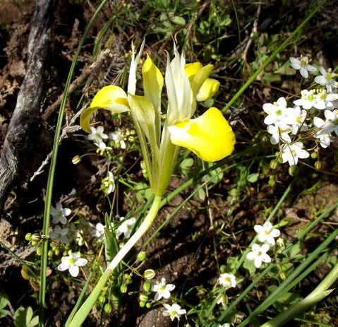 Moraea macronyx flower