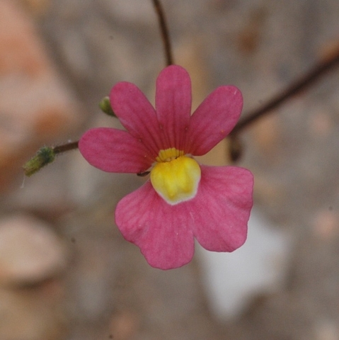 Nemesia fruticans darker flower