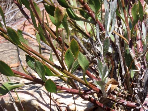 Osteospermum junceum leaves