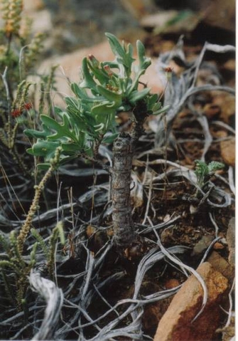 Othonna retrofracta stem and leaves
