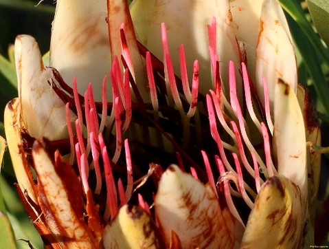 Protea repens suikerbos losing its suiker