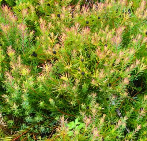 Leucadendron salignum dry male cones