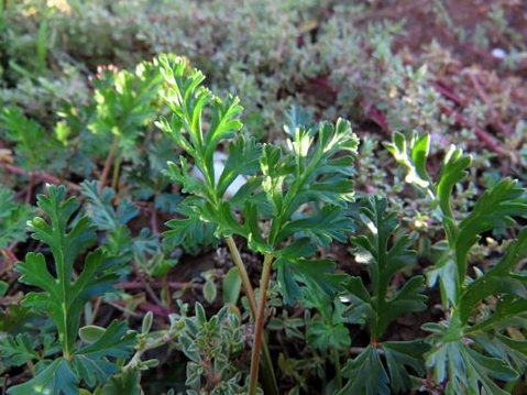 Pelargonium multicaule subsp. multicaule leaves