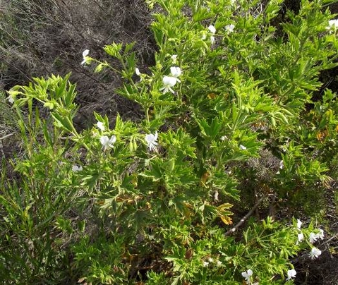 Pelargonium ribifolium