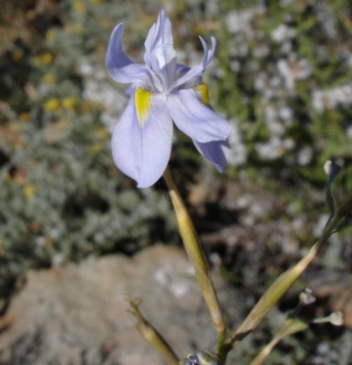 Moraea polystachya flower 