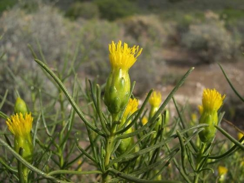 Pteronia flexicaulis flowerheads