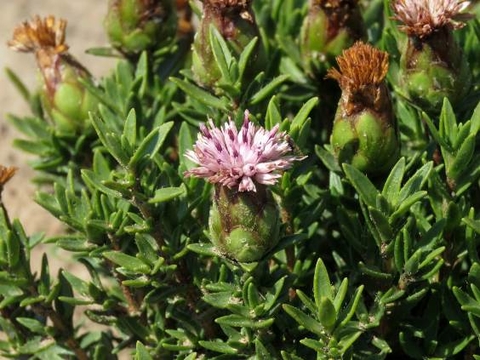 Pteronia hirsuta flowerheads