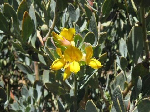 Rafnia racemosa subsp. racemosa