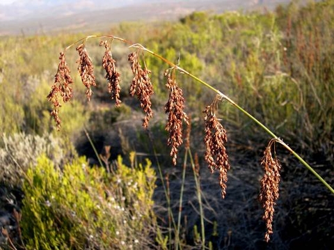 Rhodocoma arida male plant