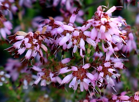 Erica labialis flowers