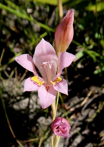 Gladiolus brevifolius flower