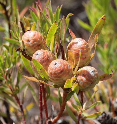 Leucadendron xanthoconus female cones