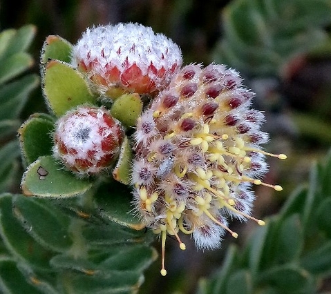 Leucospermum truncatulum hair variety